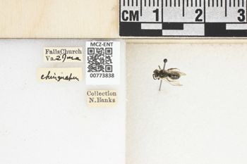 Media type: image;   Entomology 773838 Aspect: Labels